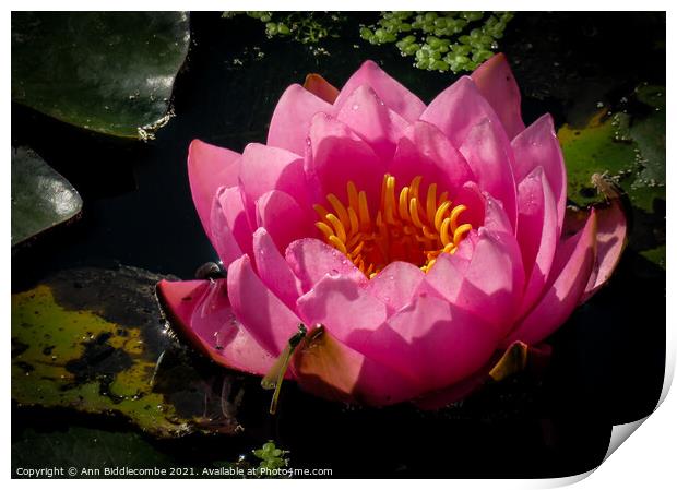 Water lily and damsel fly Print by Ann Biddlecombe