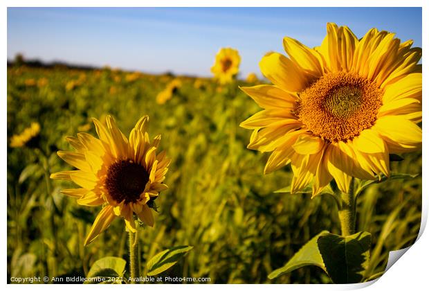 Sunflower field Print by Ann Biddlecombe