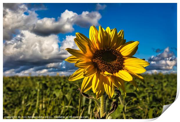 Sunflower in focus with cloudy sky Print by Ann Biddlecombe
