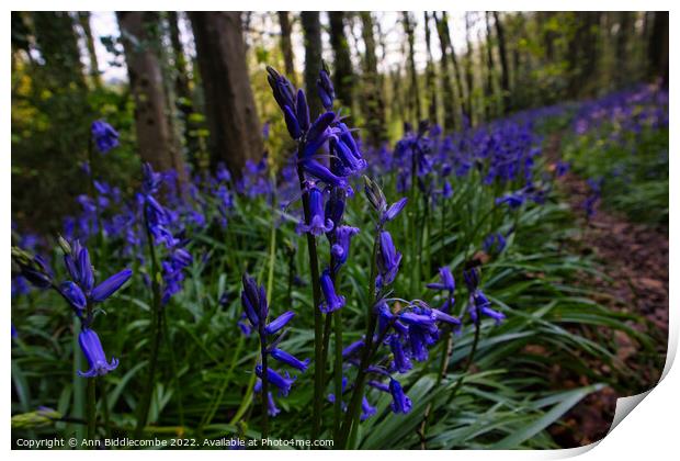 Bluebells in the forest Print by Ann Biddlecombe