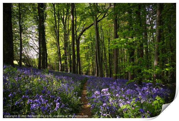 Blanket of Bluebells in the woods Print by Ann Biddlecombe