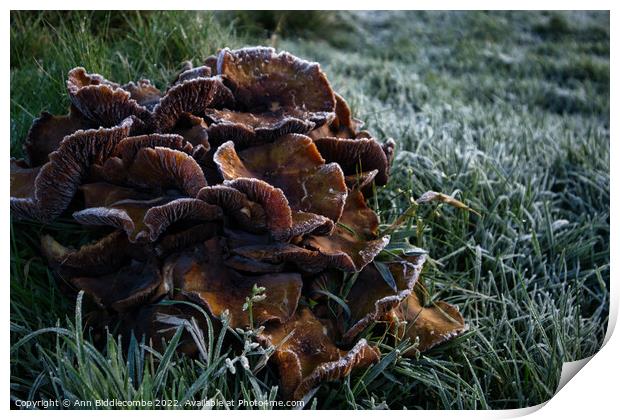 Frosty fungus Print by Ann Biddlecombe