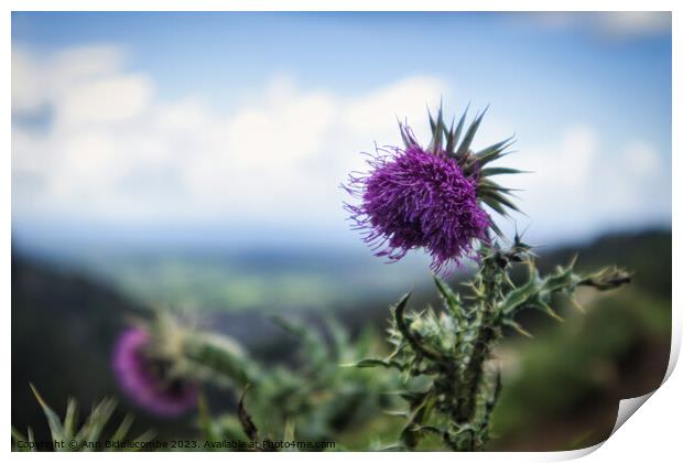 Thistles on the cliff at Cheddar Gorge Print by Ann Biddlecombe