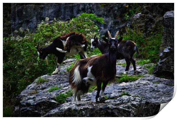 Cheddar Gorge Billy Goat Print by Ann Biddlecombe