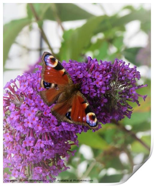                               Peacock butterfly  Print by Ann Biddlecombe