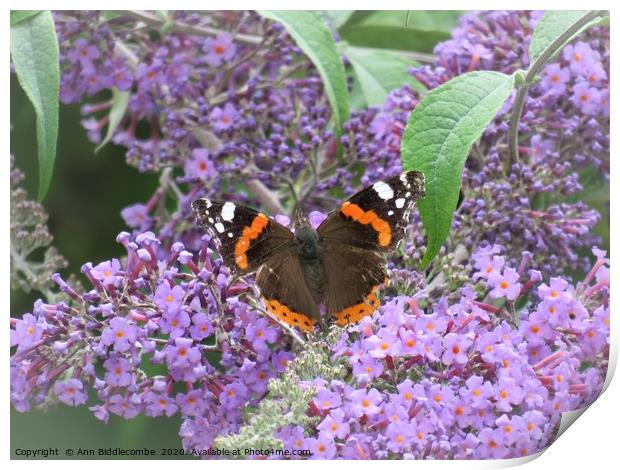  Red admiral  butterfly Print by Ann Biddlecombe