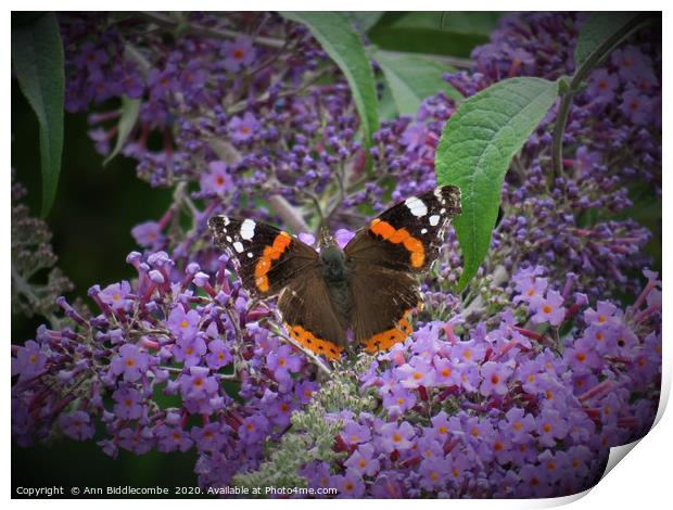Red Admiral Butterfly Enjoying the Blossom Print by Ann Biddlecombe