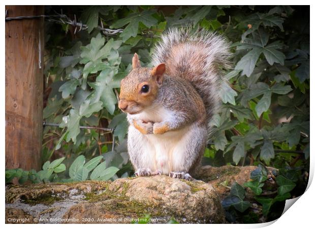 Look out Squirrel Print by Ann Biddlecombe