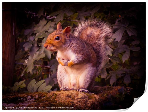 Watching Squirrel  Print by Ann Biddlecombe