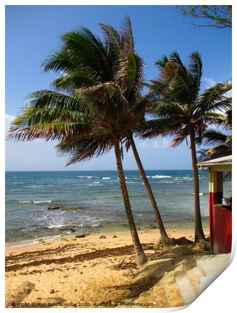Tropical palms on a Caribbean beach Print by Ann Biddlecombe
