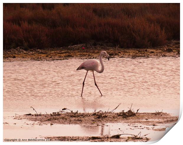 Wild Flamingo stalking a pond in the south of France Print by Ann Biddlecombe