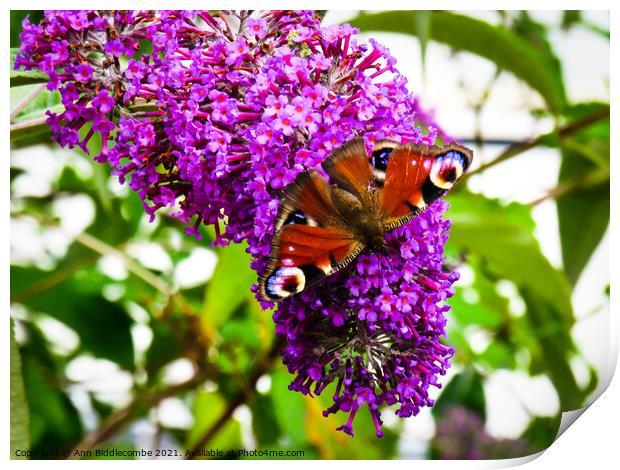 Peacock butterfly on purple flower Print by Ann Biddlecombe