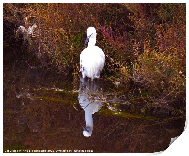 Little white heron looking for fish Print by Ann Biddlecombe