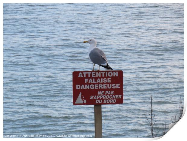Seagull on a danger sign Print by Ann Biddlecombe