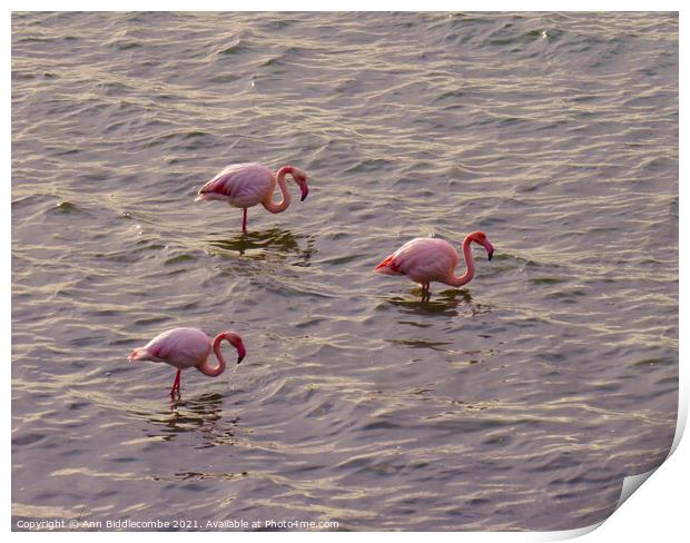 Three European Pink Flamingos Print by Ann Biddlecombe