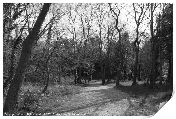 The path through the trees in monochrome Print by Ann Biddlecombe