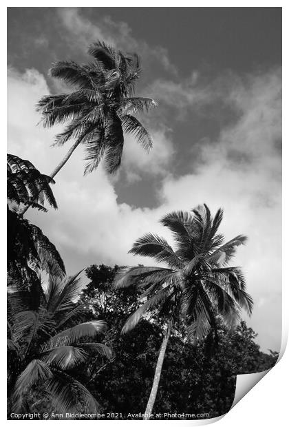 palm trees and sky in monochrome Print by Ann Biddlecombe