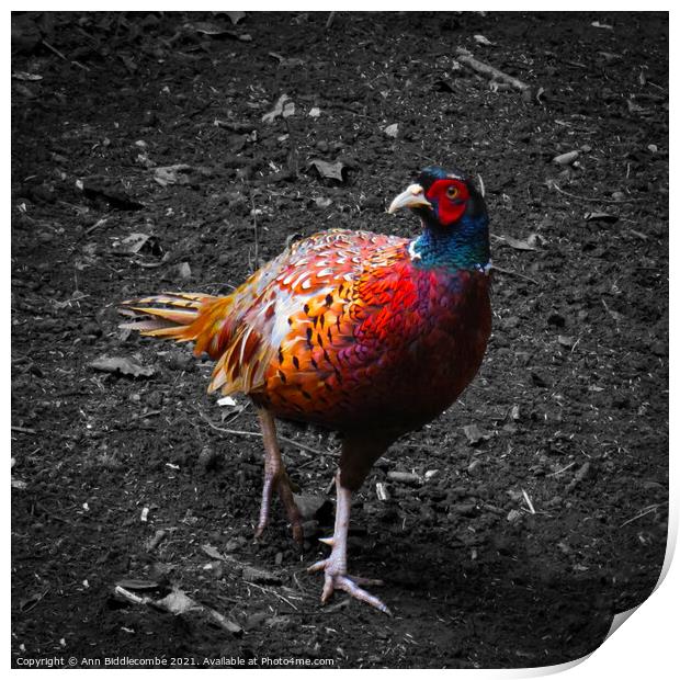 Pheasant  in colour with monochrome background Print by Ann Biddlecombe