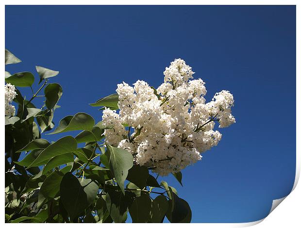 Spring lilacs Print by Gary Bass