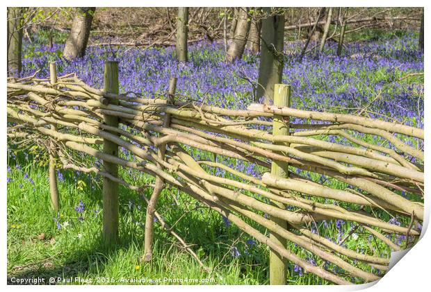 Wicker Fence around Bluebell Wood Print by Paul Fleet