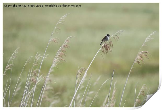 Reed Bunting Background Print by Paul Fleet