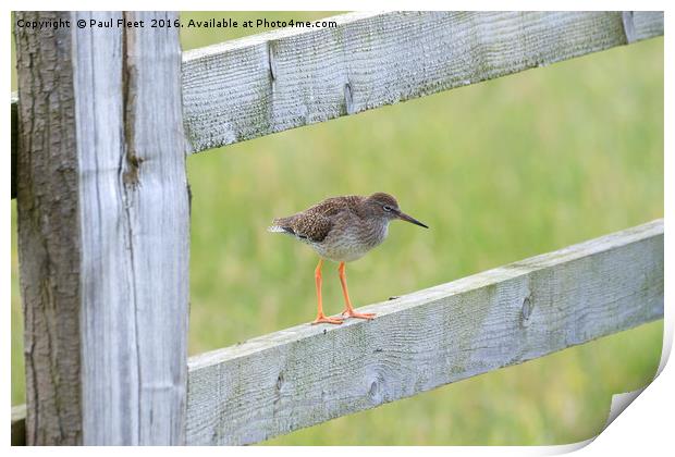 Redshank Perched On a Gate Print by Paul Fleet