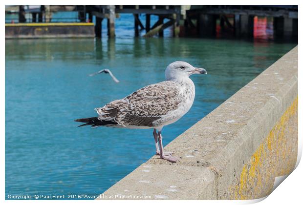 Young Herring Gull Print by Paul Fleet