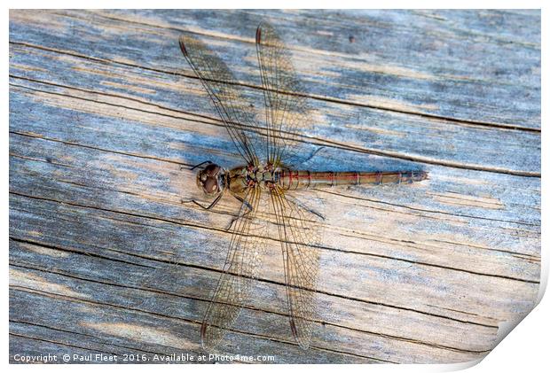 Dragonfly Female Common Darter  Print by Paul Fleet
