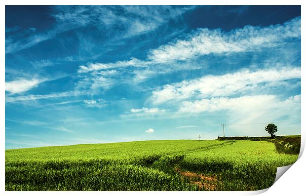 Through The Field Print by Steven Garratt