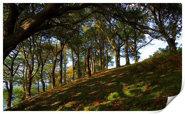 Trees By Crummock Water Print by Steven Garratt