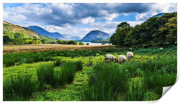 Sheep Grazing At Loweswater, Lake District, Cumbri Print by Steven Garratt