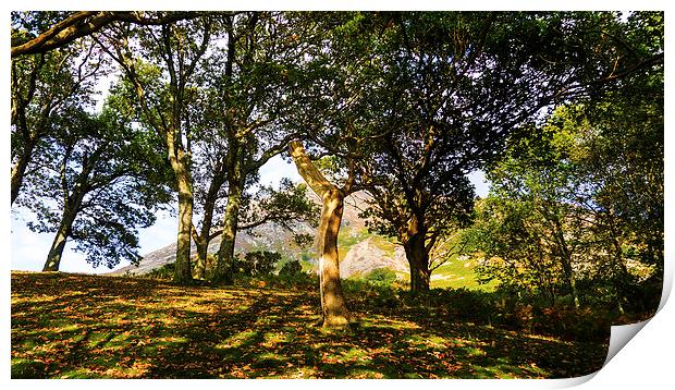 Grasmoor Behind The Trees, Lake District, Cumbria Print by Steven Garratt