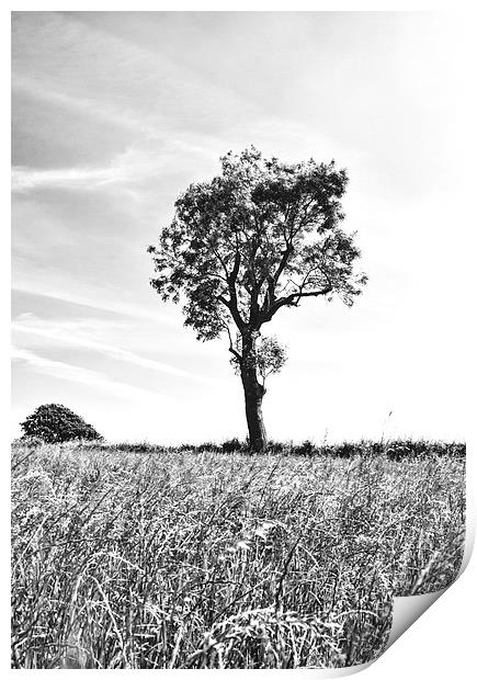 Tree In Black And White, Burrough, Leicestershire Print by Steven Garratt