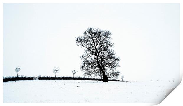 Tree In Snow Landscape, Owston, Leicestershire Print by Steven Garratt