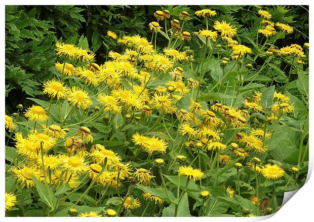 Big Daisys by Van Clump Print by Bob Rushton