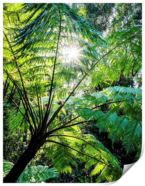Daintree Rainforest Sunlight Print by Peta Thames