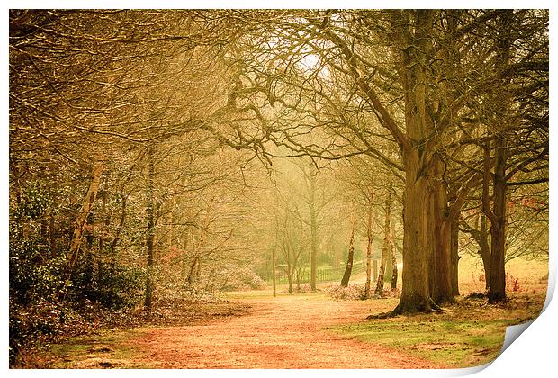  Langley Country Park. Print by Peter Bunker