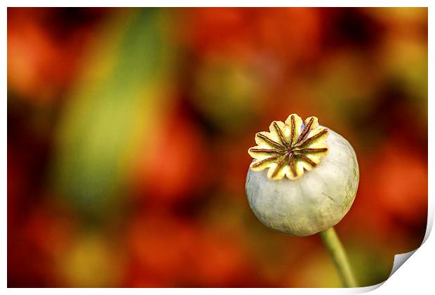  Poppy Seed Head. Print by Peter Bunker