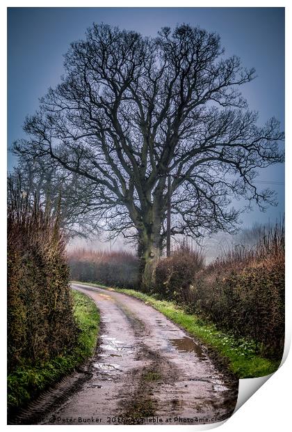 Country Lane Print by Peter Bunker