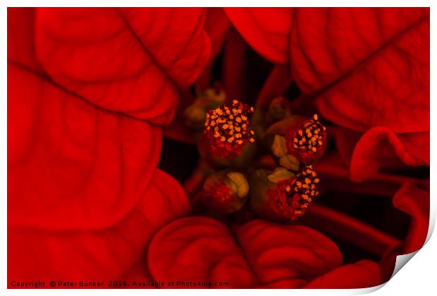 Poinsettia. Print by Peter Bunker