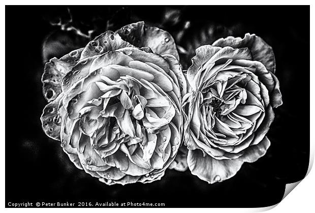 Monochrome Roses Print by Peter Bunker