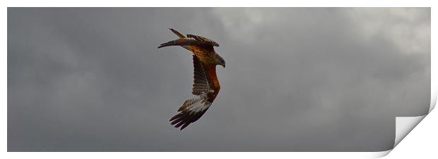Galloway Red Kites Print by Andy Smith
