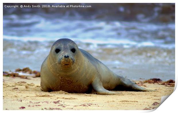 Seal at Horsey Gap Norfolk Print by Andy Smith