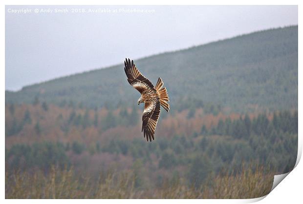 Red Kite Print by Andy Smith