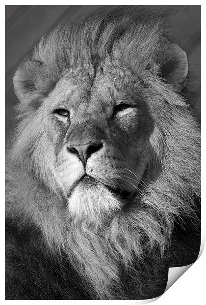  Lion Head Print by Terry Stone