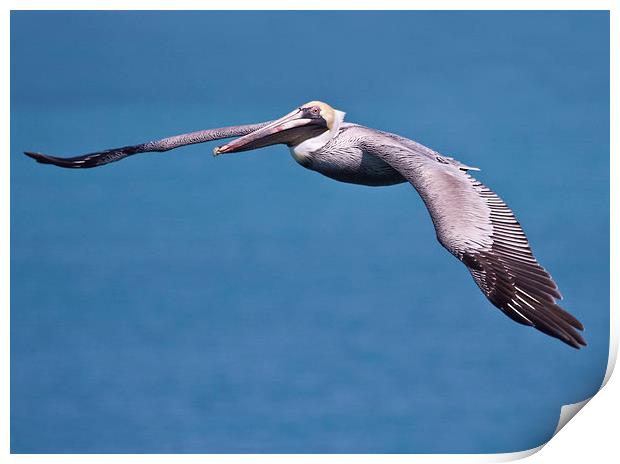 Pelican in Flight Florida Print by James Bennett (MBK W