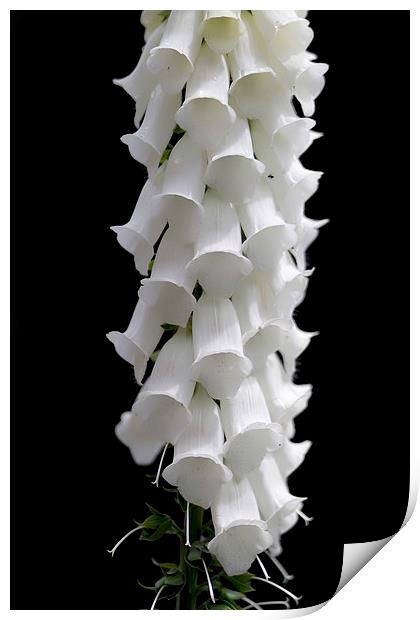 Pure white Foxglove Flower Print by James Bennett (MBK W