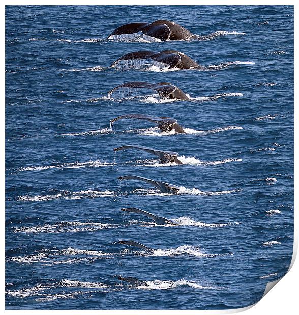 Humpback Whale dive sequence Print by James Bennett (MBK W