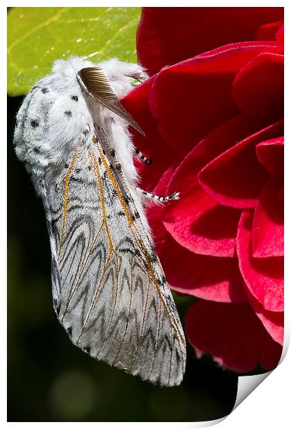 Puss Moth on red camellia Print by James Bennett (MBK W