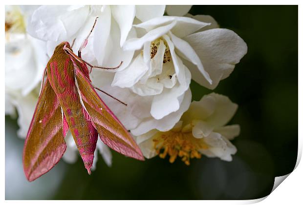 Elephant Hawk Moth Macro Print by James Bennett (MBK W